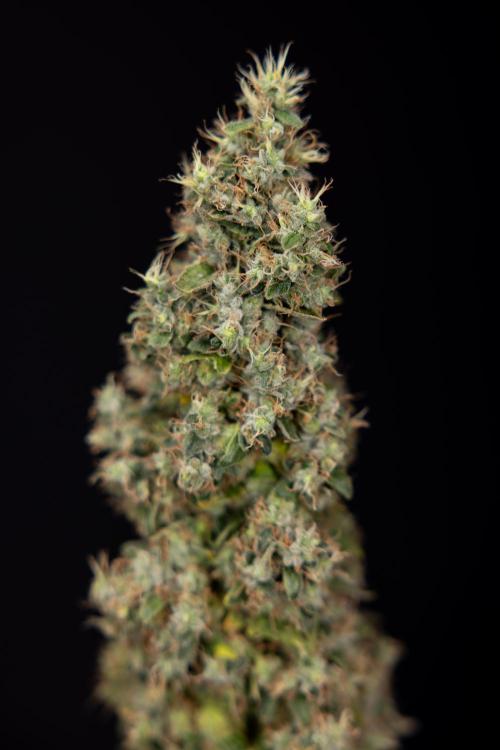 Blue Widow 🕷️  - Zamnesia x B&B. Week 11 - Blue Widow #1 - Photoperiodic - No Techniques - Harvest Day