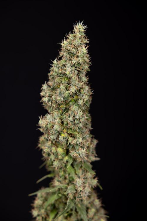 Blue Widow 🕷️  - Zamnesia x B&B. Week 11 - Blue Widow #1 - Photoperiodic - No Techniques - Harvest Day