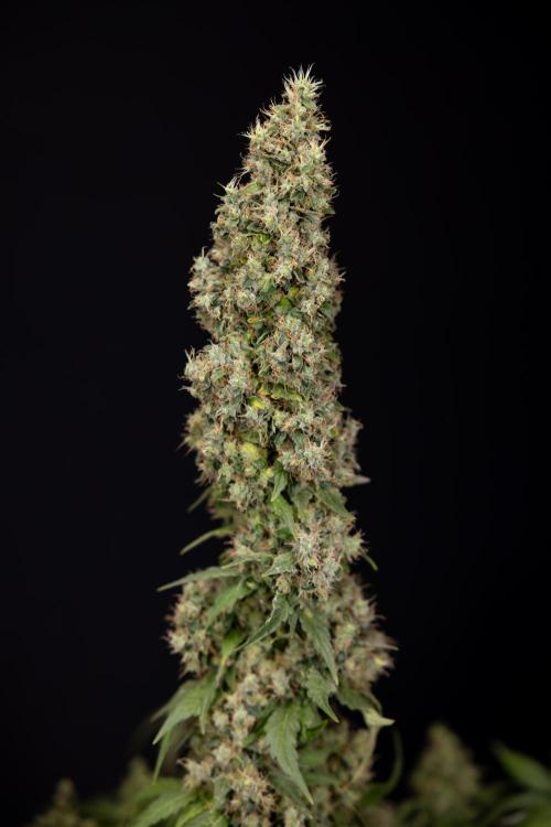 Blue Widow 🕷️  - Zamnesia x B&B. Week 11 - Blue Widow #1 - Photoperiodic - No Techniques - Harvest Day