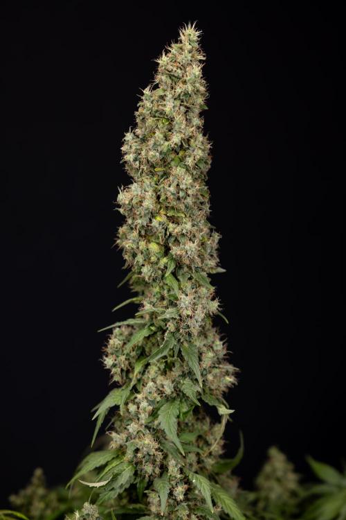 Blue Widow 🕷️  - Zamnesia x B&B. Week 11 - Blue Widow #1 - Photoperiodic - No Techniques - Harvest Day