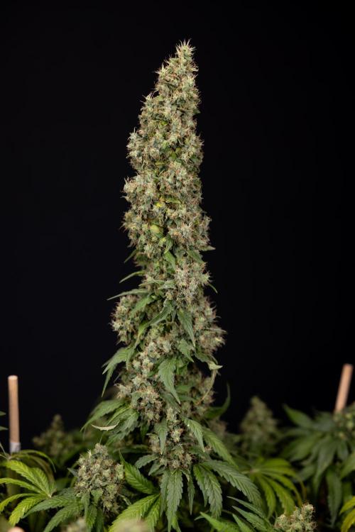 Blue Widow 🕷️  - Zamnesia x B&B. Week 11 - Blue Widow #1 - Photoperiodic - No Techniques - Harvest Day