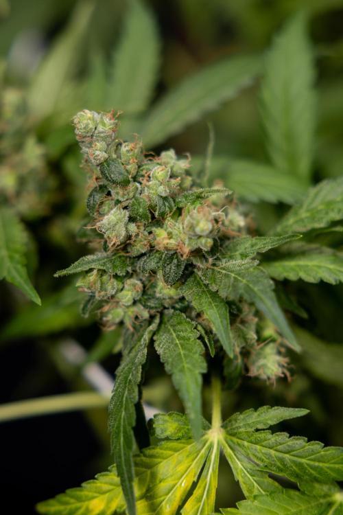 Blue Widow 🕷️  - Zamnesia x B&B. Week 11 - Blue Widow #1 - Photoperiodic - No Techniques - Harvest Day