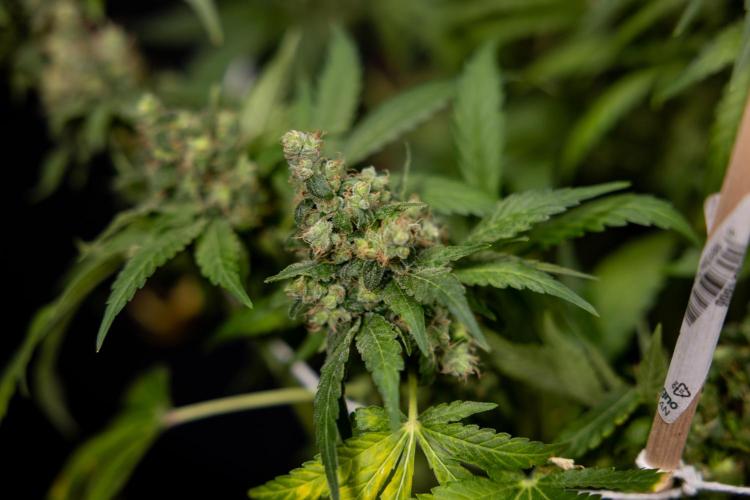 Blue Widow 🕷️  - Zamnesia x B&B. Week 11 - Blue Widow #1 - Photoperiodic - No Techniques - Harvest Day