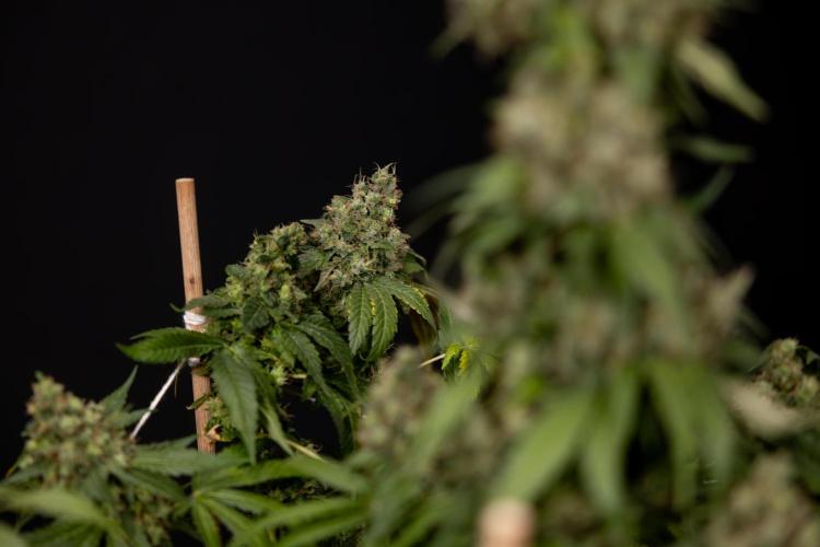Blue Widow 🕷️  - Zamnesia x B&B. Week 11 - Blue Widow #1 - Photoperiodic - No Techniques - Harvest Day
