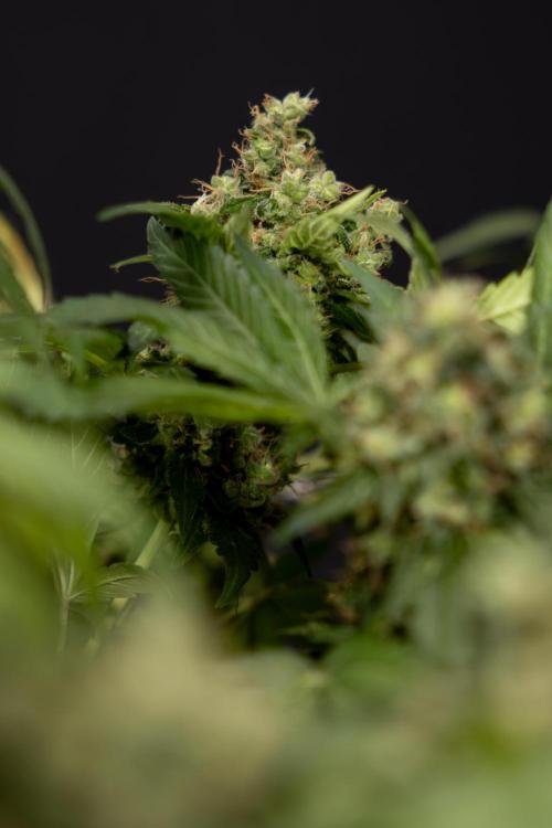 Blue Widow 🕷️  - Zamnesia x B&B. Week 11 - Blue Widow #1 - Photoperiodic - No Techniques - Harvest Day