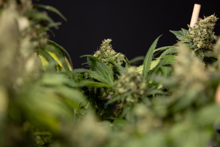 Blue Widow 🕷️  - Zamnesia x B&B. Week 11 - Blue Widow #1 - Photoperiodic - No Techniques - Harvest Day