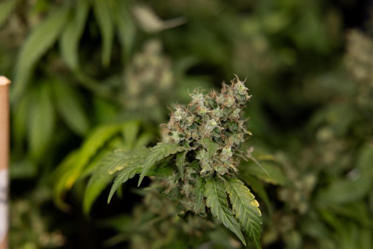 Blue Widow 🕷️  - Zamnesia x B&B. Week 11 - Blue Widow #1 - Photoperiodic - No Techniques - Harvest Day