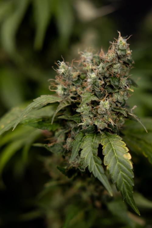 Blue Widow 🕷️  - Zamnesia x B&B. Week 11 - Blue Widow #1 - Photoperiodic - No Techniques - Harvest Day