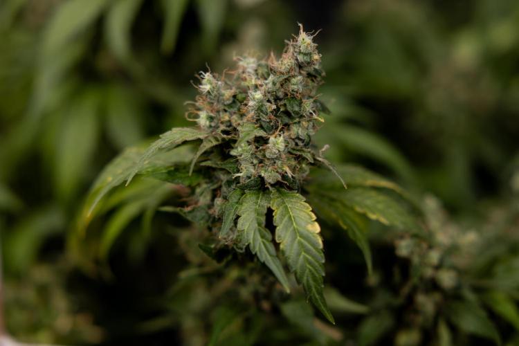 Blue Widow 🕷️  - Zamnesia x B&B. Week 11 - Blue Widow #1 - Photoperiodic - No Techniques - Harvest Day