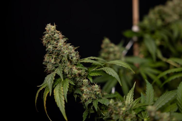 Blue Widow 🕷️  - Zamnesia x B&B. Week 11 - Blue Widow #1 - Photoperiodic - No Techniques - Harvest Day