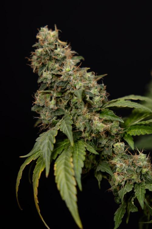 Blue Widow 🕷️  - Zamnesia x B&B. Week 11 - Blue Widow #1 - Photoperiodic - No Techniques - Harvest Day