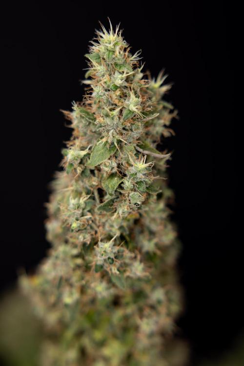 Blue Widow 🕷️  - Zamnesia x B&B. Week 11 - Blue Widow #1 - Photoperiodic - No Techniques - Harvest Day