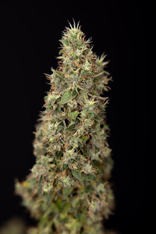 Blue Widow 🕷️  - Zamnesia x B&B. Week 11 - Blue Widow #1 - Photoperiodic - No Techniques - Harvest Day