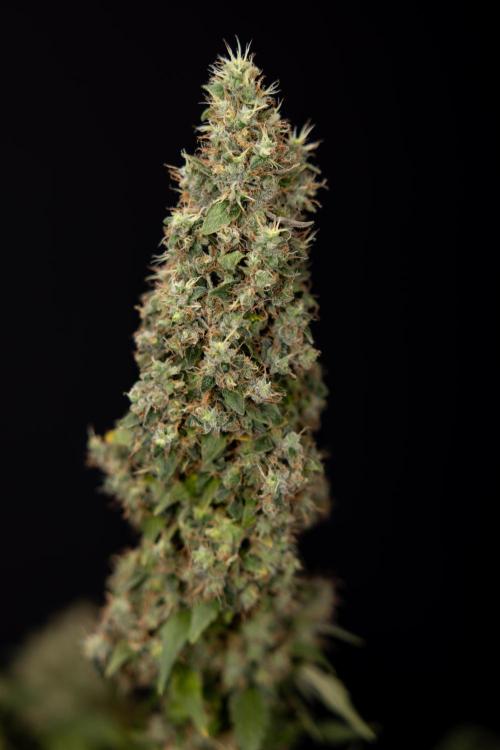 Blue Widow 🕷️  - Zamnesia x B&B. Week 11 - Blue Widow #1 - Photoperiodic - No Techniques - Harvest Day