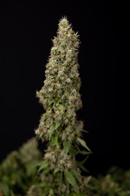 Blue Widow 🕷️  - Zamnesia x B&B. Week 11 - Blue Widow #1 - Photoperiodic - No Techniques - Harvest Day