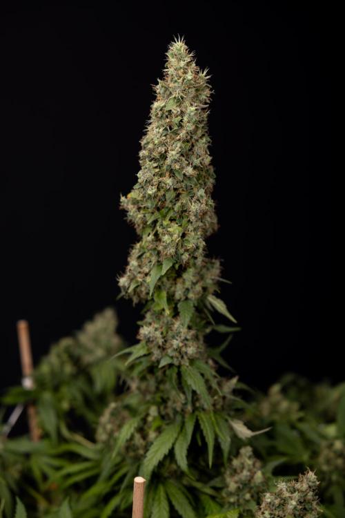 Blue Widow 🕷️  - Zamnesia x B&B. Week 11 - Blue Widow #1 - Photoperiodic - No Techniques - Harvest Day