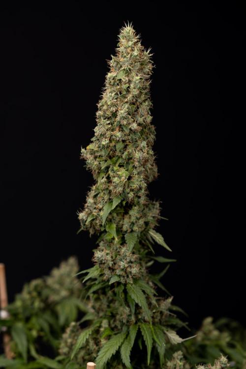 Blue Widow 🕷️  - Zamnesia x B&B. Week 11 - Blue Widow #1 - Photoperiodic - No Techniques - Harvest Day