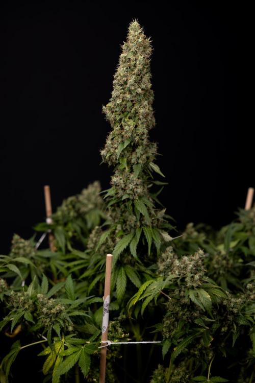 Blue Widow 🕷️  - Zamnesia x B&B. Week 11 - Blue Widow #1 - Photoperiodic - No Techniques - Harvest Day