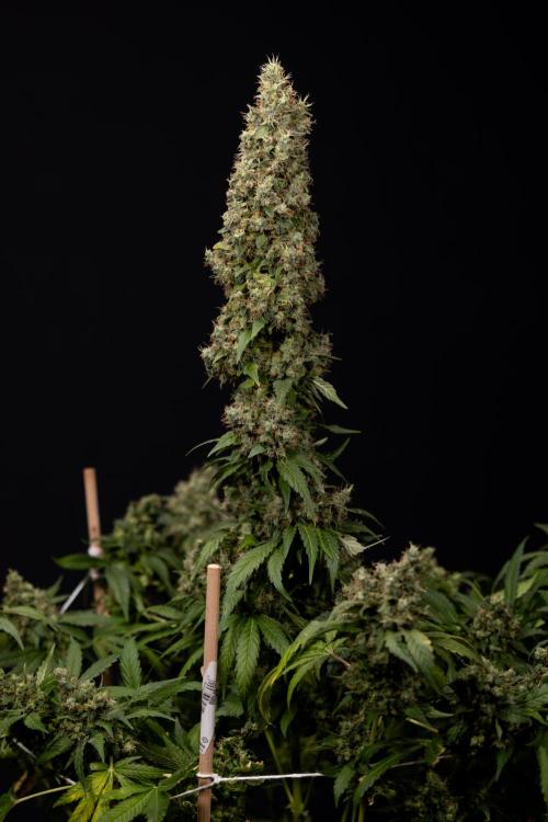 Blue Widow 🕷️  - Zamnesia x B&B. Week 11 - Blue Widow #1 - Photoperiodic - No Techniques - Harvest Day