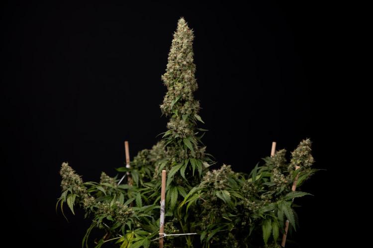 Blue Widow 🕷️  - Zamnesia x B&B. Week 11 - Blue Widow #1 - Photoperiodic - No Techniques - Harvest Day