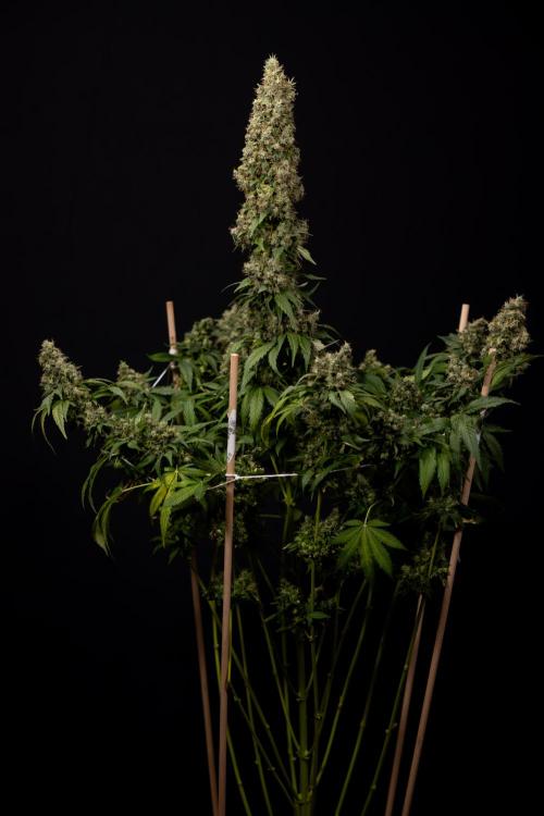 Blue Widow 🕷️  - Zamnesia x B&B. Week 11 - Blue Widow #1 - Photoperiodic - No Techniques - Harvest Day