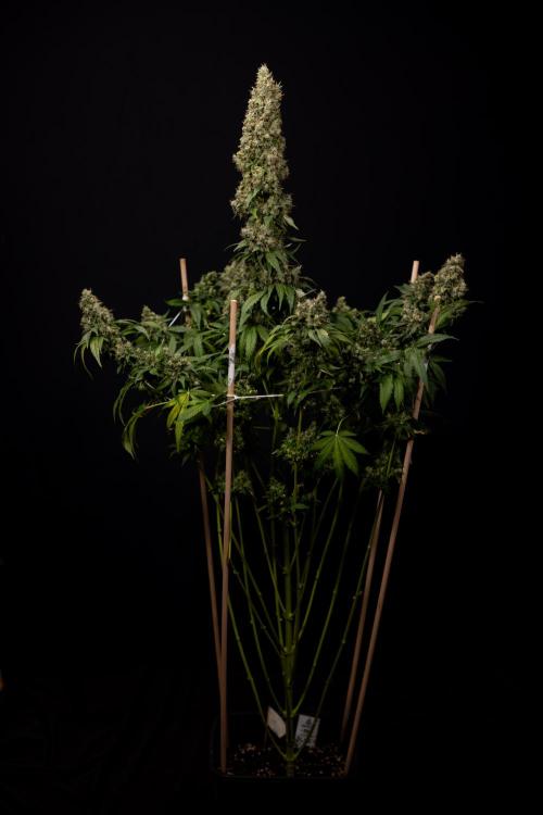 Blue Widow 🕷️  - Zamnesia x B&B. Week 11 - Blue Widow #1 - Photoperiodic - No Techniques - Harvest Day