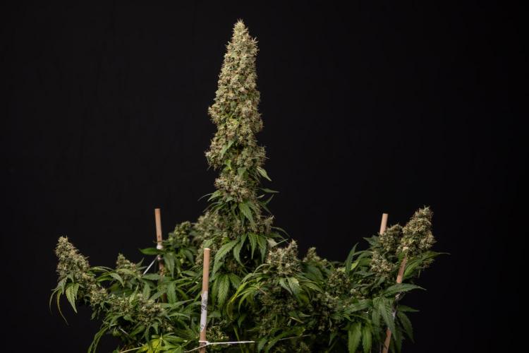Blue Widow 🕷️  - Zamnesia x B&B. Week 11 - Blue Widow #1 - Photoperiodic - No Techniques - Harvest Day