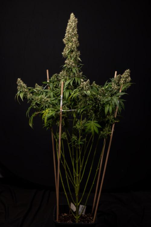 Blue Widow 🕷️  - Zamnesia x B&B. Week 11 - Blue Widow #1 - Photoperiodic - No Techniques - Harvest Day