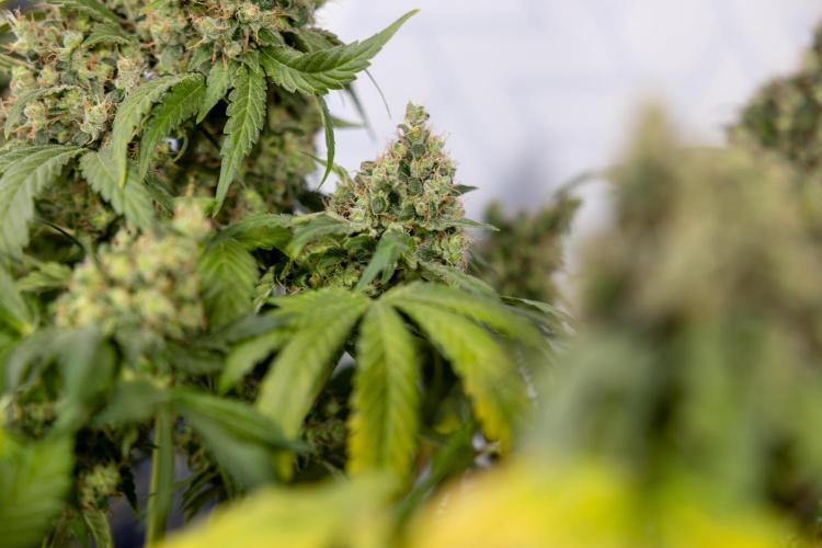 Blue Widow 🕷️  - Zamnesia x B&B. Week 11 - Blue Widow #1 - Photoperiodic - No Techniques - Harvest Day
