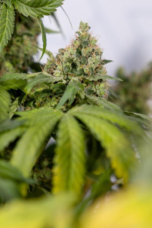 Blue Widow 🕷️  - Zamnesia x B&B. Week 11 - Blue Widow #1 - Photoperiodic - No Techniques - Harvest Day
