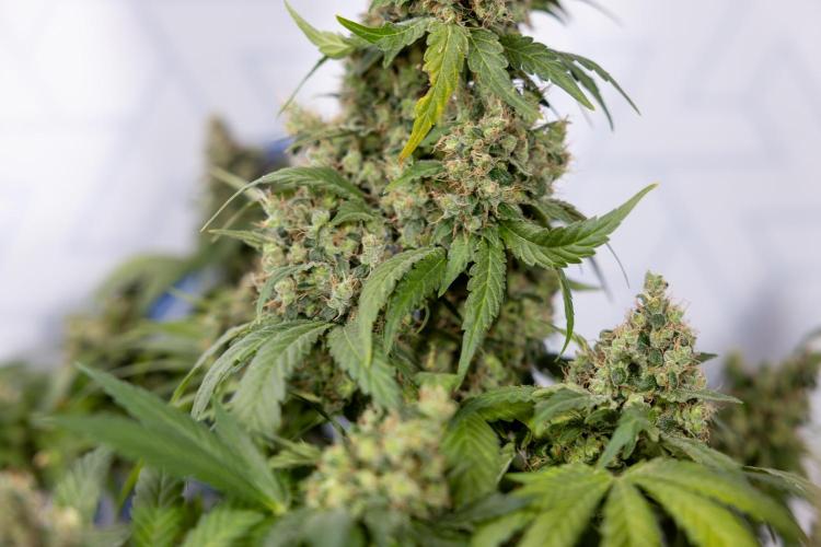 Blue Widow 🕷️  - Zamnesia x B&B. Week 11 - Blue Widow #1 - Photoperiodic - No Techniques - Harvest Day