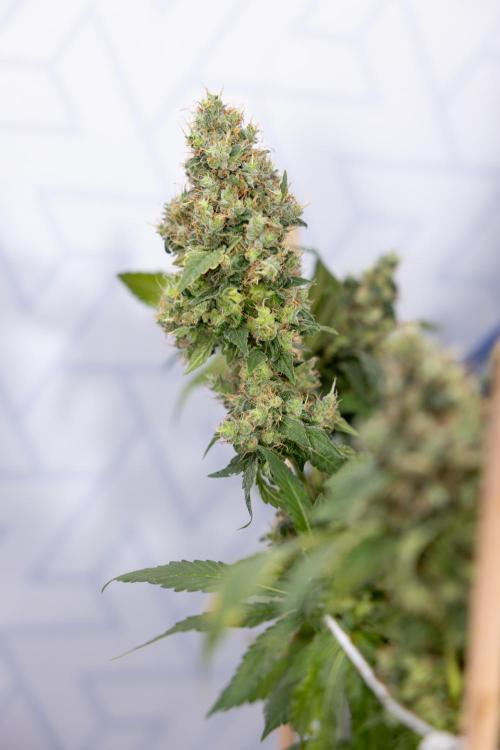 Blue Widow 🕷️  - Zamnesia x B&B. Week 11 - Blue Widow #1 - Photoperiodic - No Techniques - Harvest Day