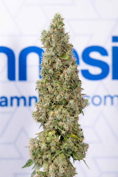 Blue Widow 🕷️  - Zamnesia x B&B. Week 11 - Blue Widow #1 - Photoperiodic - No Techniques - Harvest Day