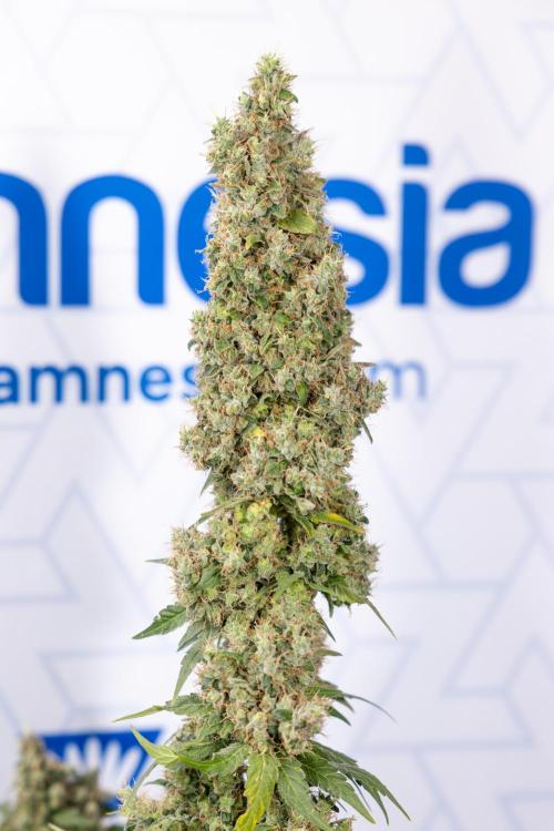 Blue Widow 🕷️  - Zamnesia x B&B. Week 11 - Blue Widow #1 - Photoperiodic - No Techniques - Harvest Day