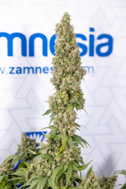 Blue Widow 🕷️  - Zamnesia x B&B. Week 11 - Blue Widow #1 - Photoperiodic - No Techniques - Harvest Day