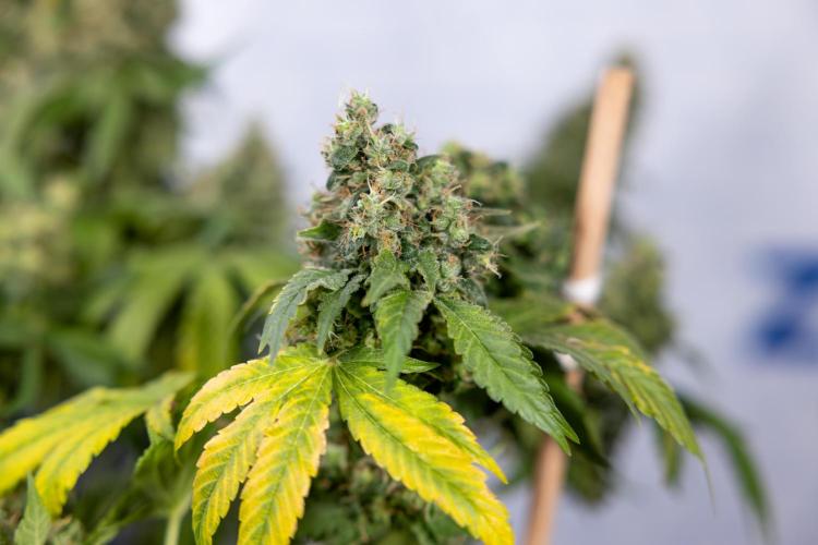 Blue Widow 🕷️  - Zamnesia x B&B. Week 11 - Blue Widow #1 - Photoperiodic - No Techniques - Harvest Day