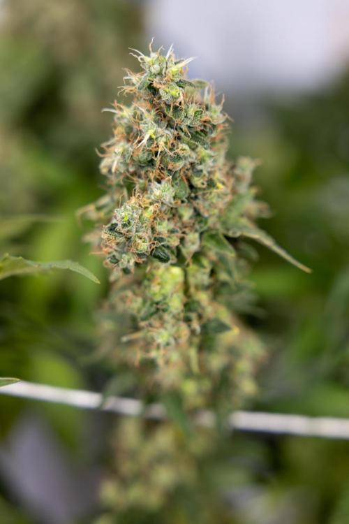 Blue Widow 🕷️  - Zamnesia x B&B. Week 11 - Blue Widow #1 - Photoperiodic - No Techniques - Harvest Day