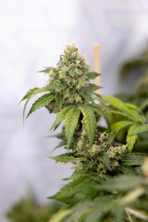 Blue Widow 🕷️  - Zamnesia x B&B. Week 11 - Blue Widow #1 - Photoperiodic - No Techniques - Harvest Day