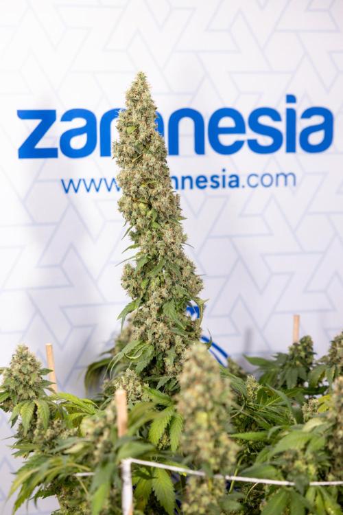 Blue Widow 🕷️  - Zamnesia x B&B. Week 11 - Blue Widow #1 - Photoperiodic - No Techniques - Harvest Day