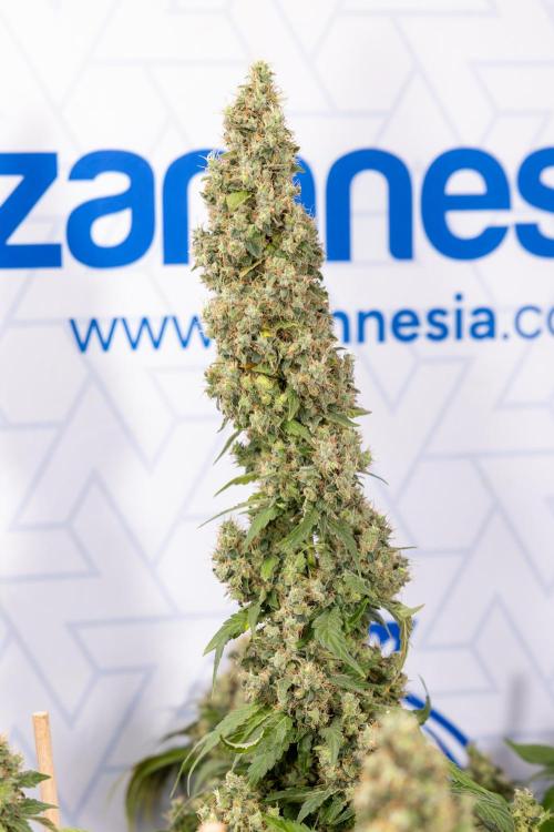 Blue Widow 🕷️  - Zamnesia x B&B. Week 11 - Blue Widow #1 - Photoperiodic - No Techniques - Harvest Day