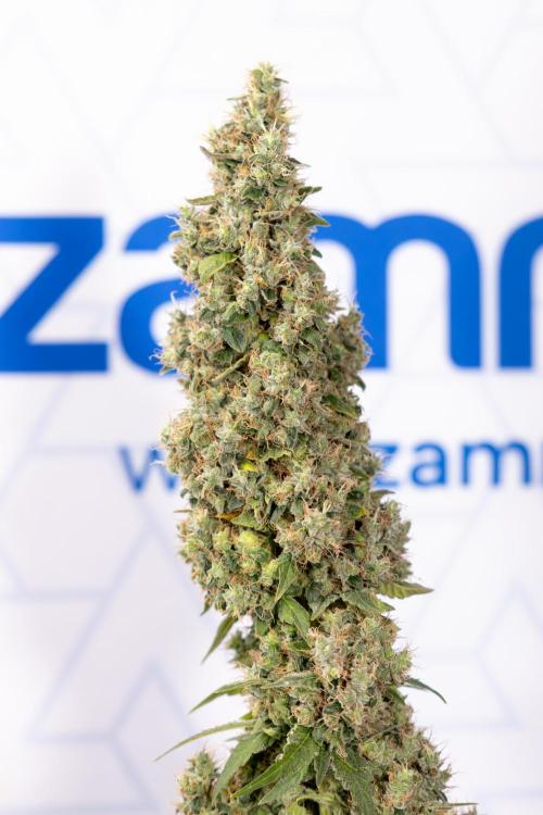Blue Widow 🕷️  - Zamnesia x B&B. Week 11 - Blue Widow #1 - Photoperiodic - No Techniques - Harvest Day