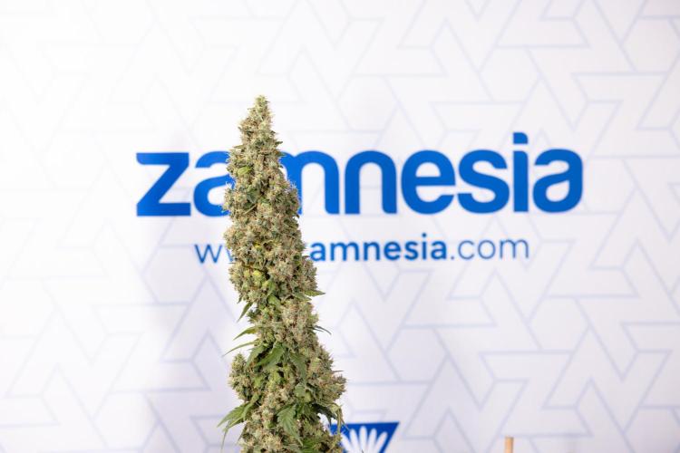 Blue Widow 🕷️  - Zamnesia x B&B. Week 11 - Blue Widow #1 - Photoperiodic - No Techniques - Harvest Day
