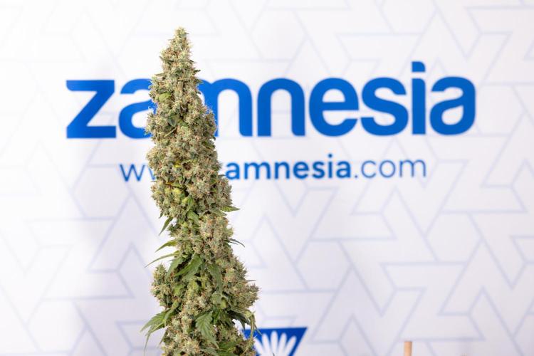 Blue Widow 🕷️  - Zamnesia x B&B. Week 11 - Blue Widow #1 - Photoperiodic - No Techniques - Harvest Day