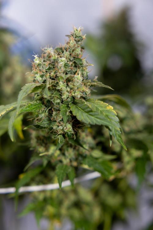 Blue Widow 🕷️  - Zamnesia x B&B. Week 11 - Blue Widow #1 - Photoperiodic - No Techniques - Harvest Day