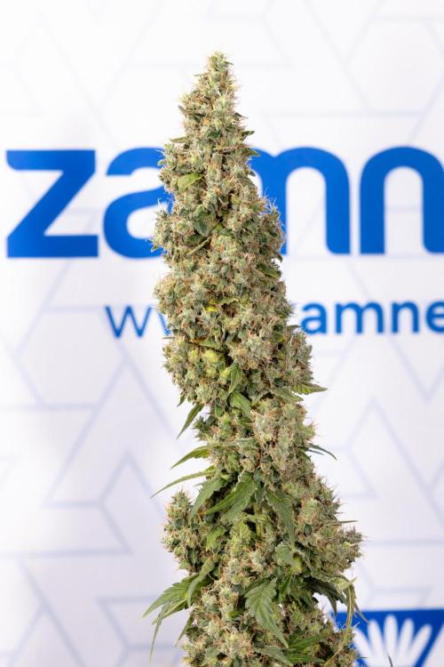 Blue Widow 🕷️  - Zamnesia x B&B. Week 11 - Blue Widow #1 - Photoperiodic - No Techniques - Harvest Day