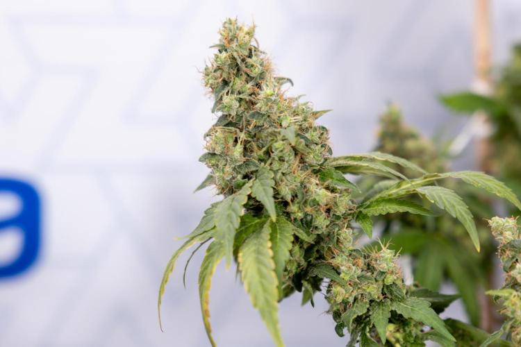 Blue Widow 🕷️  - Zamnesia x B&B. Week 11 - Blue Widow #1 - Photoperiodic - No Techniques - Harvest Day