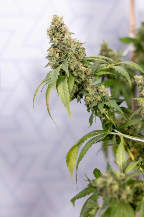 Blue Widow 🕷️  - Zamnesia x B&B. Week 11 - Blue Widow #1 - Photoperiodic - No Techniques - Harvest Day