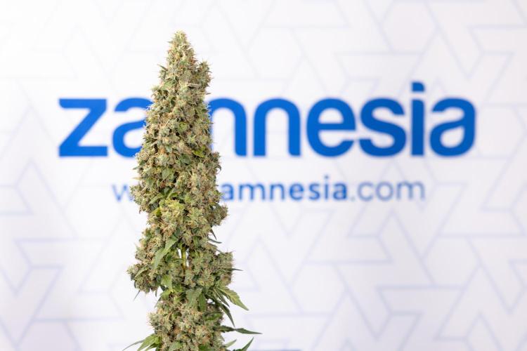 Blue Widow 🕷️  - Zamnesia x B&B. Week 11 - Blue Widow #1 - Photoperiodic - No Techniques - Harvest Day