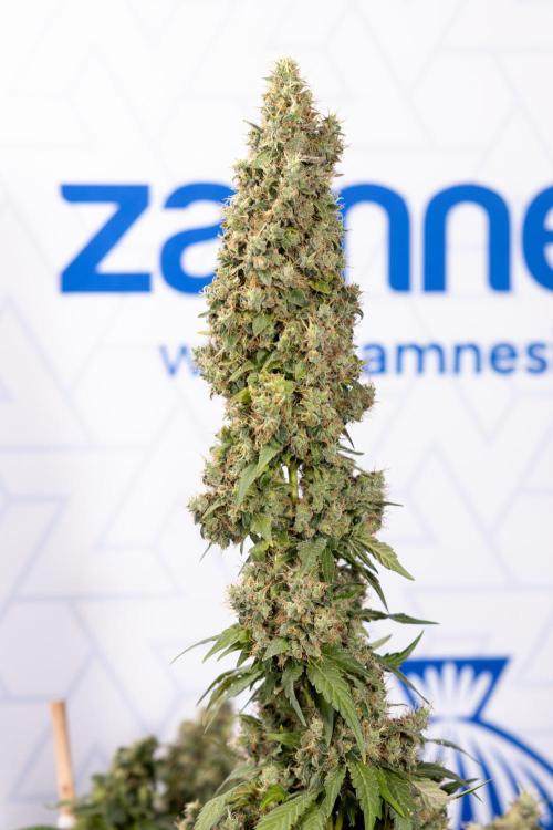 Blue Widow 🕷️  - Zamnesia x B&B. Week 11 - Blue Widow #1 - Photoperiodic - No Techniques - Harvest Day
