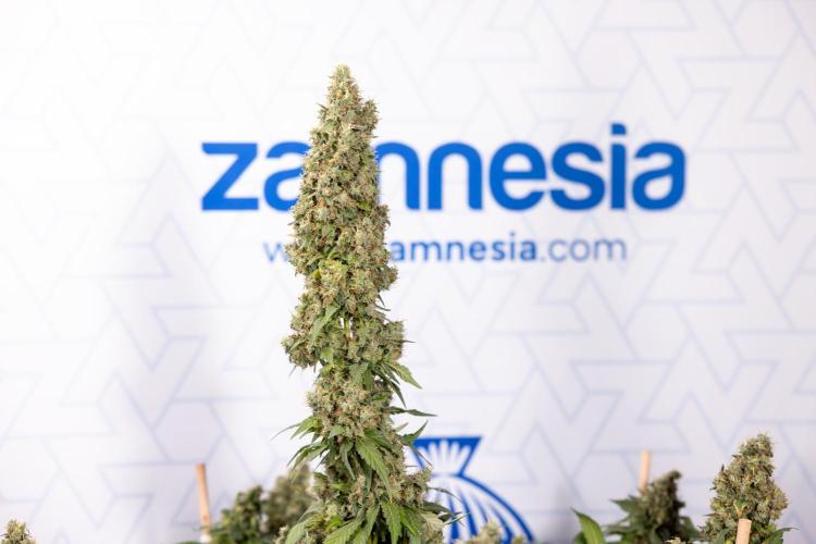 Blue Widow 🕷️  - Zamnesia x B&B. Week 11 - Blue Widow #1 - Photoperiodic - No Techniques - Harvest Day